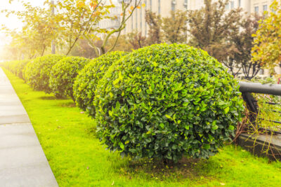 Landscapping