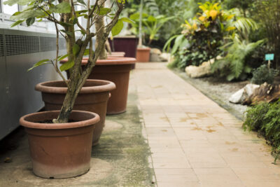 Landscapping