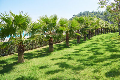 Landscapping
